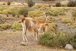 Images Dated 27th March 2010: Guanaco - female nursing young in pampa
