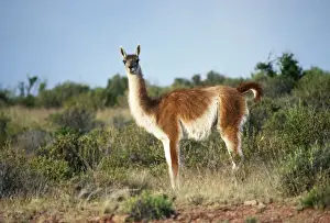 Pampas Prints: Guanaco FG 306 Standing - Patagonia