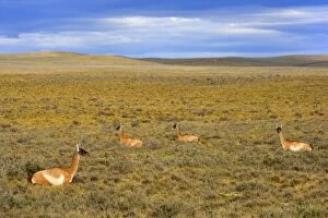 Images Dated 8th March 2010: Guanaco - a group of adults resting in the windswept