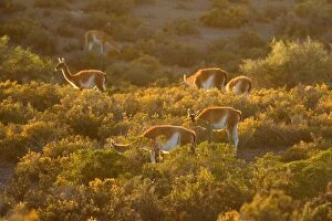 Bushes Gallery: Guanaco - group of guanacos standing in the pampa