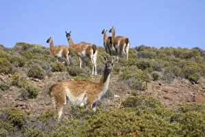 Images Dated 13th October 2004: Guanaco - group South America. Photographed on the coast of Patagonia in Cabo dos Bahias