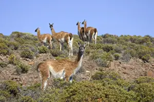 Guanaco - group South America. Photographed on the coast of Patagonia in Cabo dos Bahias Provincial Reserve, Province of Chubut, Argentina