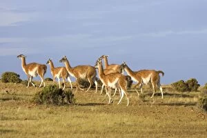 GUANACO - herd on the coast of Patagonia
