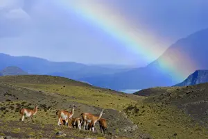 Landscapes Prints: Guanaco - herd grazing on grassy slopes under a rainbow in front of Cuernos del Paine massif - Torres del Paine