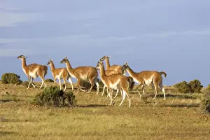 Guanaco -herd South America. Photographed on the coast of Patagonia in Cabo dos Bahias Provincial Reserve, Province of Chubut, Argentina