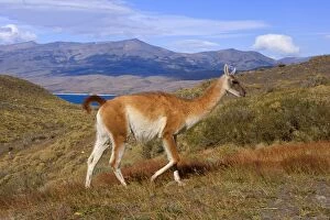 Images Dated 21st March 2010: Guanaco - impressive male walking through andean