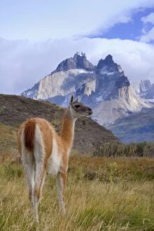 Guanaco - single adult standing in front of Cuernos