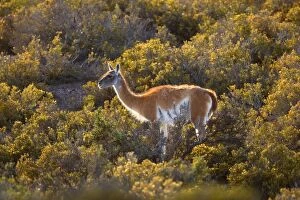 Images Dated 23rd February 2010: Guanaco - single adult standing in the pampa feeding