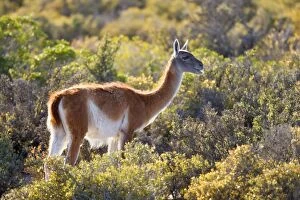 Images Dated 23rd February 2010: Guanaco - single adult standing in the pampa feeding