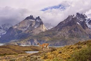Guanaco - single adult walking through andean mountain