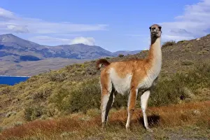 World Wildlife Prints: Guanaco - single big adult bull standing on grassy slope looking about - Torres del Paine National Park - Patagonia