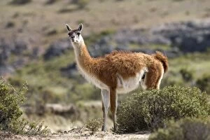 Images Dated 12th October 2004: Guanaco South America. Photographed on the coast of Patagonia in Cabo dos Bahias Provincial Reserve