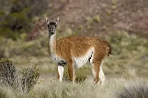 Guanaco South America. Photographed on the coast of Patagonia in Cabo dos Bahias Provincial Reserve, Province of Chubut, Argentina