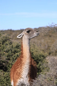 Images Dated 6th April 2009: Guanaco. Valdes peninsula - Argentina
