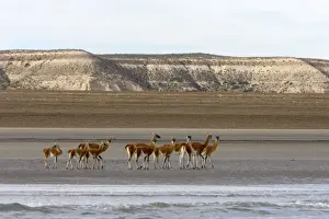 Guanacos on a beach - Photographed from a boat while on a Southern Right whale / whale watching excursion Argentina, Province Chubut, Patagonia. Valdes Peninsula