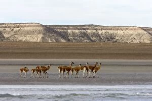 Guanacos on a beach - Photographed from a boat while on a whale watching excursion