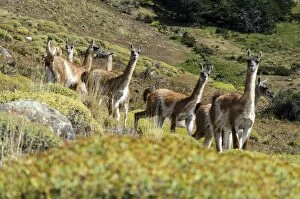 Images Dated 13th February 2011: Guanacos on grass