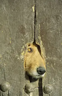 Doors Prints: Guard dog - Spain - A hole in a wooden door of a farmhouse in the Alpujarras region is used by the housedogs as a