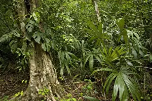 Guatemala Prints: Guatemala - rainforest