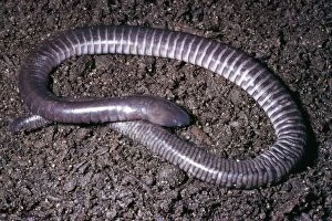 Images Dated 27th September 2004: Guatemalan Caecilian Guatemala to Mexico