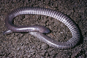 Images Dated 27th September 2004: Guatemalan Caecilian Guatemala to Mexico