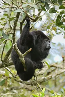 Guatemalan Howler Monkey Belize