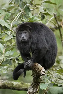Monkey Prints: Guatemalan Howler Monkey Belize