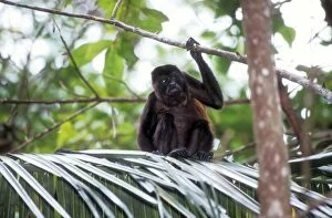 Images Dated 9th February 2005: Guatemalan Howler Monkey Guatemala