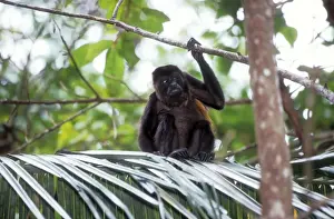 Guatemala Prints: Guatemalan Howler Monkey Guatemala