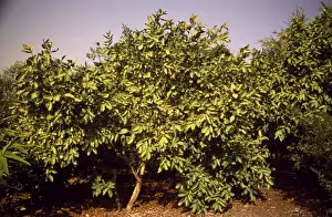 Guava tree