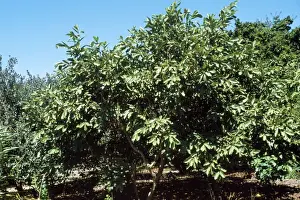 Guava Tree Mexico to South America