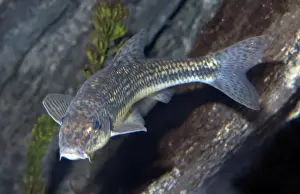Gudgeon- freshwater streams and rivers Europe and northern Asia from Britain to China