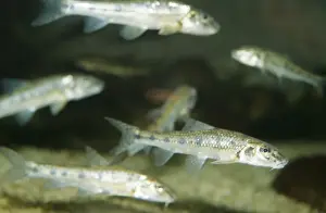 Gudgeon PM 9145 Shoal fresh water, Britain & Europe. Gobio gobio © Pat Morris / ARDEA LONDON