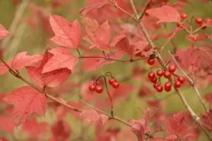 Guelder rose in autumn, with berries