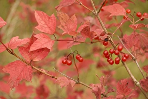 Images Dated 21st October 2006: Guelder rose in autumn, with berries
