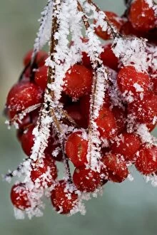 Guelder rose - close-up of frozen berries