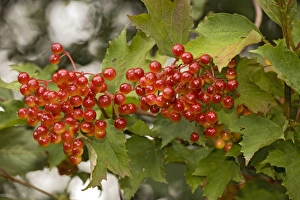 Images Dated 16th August 2006: Guelder rose, in fruit