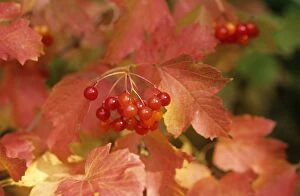 Images Dated 1st March 2006: Guelder rose - Red Berries var. Compactum UK