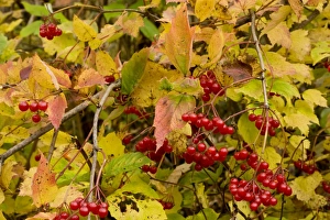 Images Dated 17th October 2008: Guelder Rose Viburnum opulus in fruit, Gurghiulu mountains, autumn, Romania