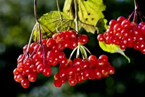 Images Dated 30th October 2007: Guelder rose / Water Elder / Cramp Bark / Snowball Tree - berries