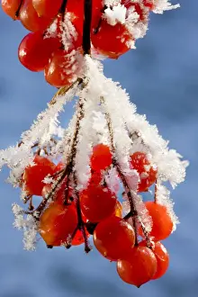 Guelder rose - Water Elder - Cramp Bark - Snowball Tree - frost