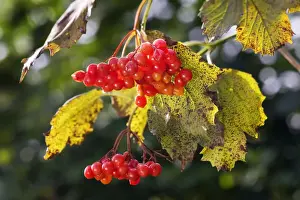 Guelder Rose of Water Elder of Cramp Bark of Snowbell Tree
