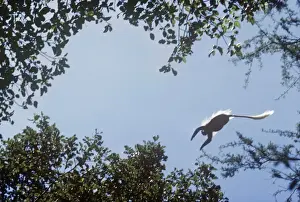 Guereza / Black & White Colobus / Magistrate Colobus Monkey - leaping across canopy. Ethiopia