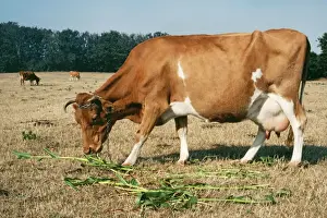 Cows Prints: Guernsey Cow - in field eating supplementary food - maize. Sark, Channel Island