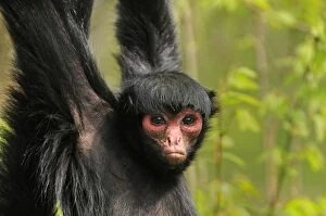 Images Dated 21st April 2009: Guiana Spider Monkey / Red-faced Black Spider Monkey