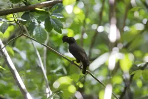 Suriname Prints: Guianan Cock-of-the-rock Central Suriname Nature Reserve, South America