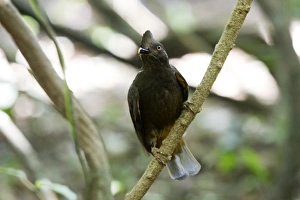 Images Dated 3rd February 2007: Guianan Cock-of-the-rock - female Central Suriname Nature Reserve South America