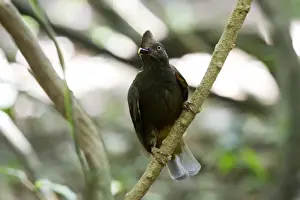 Guianan Cock-of-the-rock - female Central Suriname Nature Reserve South America
