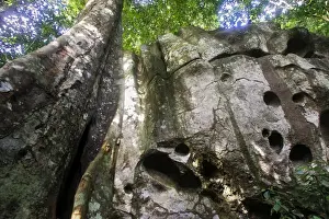 Guianan Cock-of-the-rock habitat. Granite rocks Central Suriname Nature Reserve