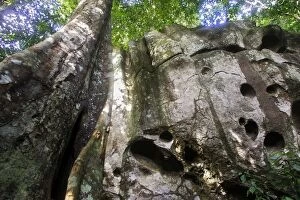 Guianan Cock-of-the-rock habitat. Granite rocks